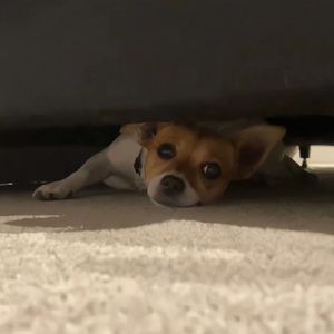 男女性色大片免费网站
